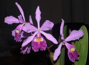 Cattleya warscewiczii