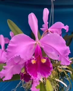 Cattleya warscewiczii