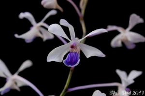 Vanda coerulescens