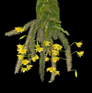 Dendrobium senile