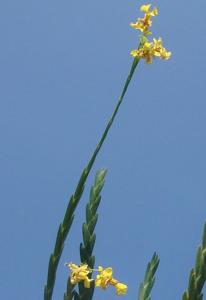 Lockhartia oerstedii