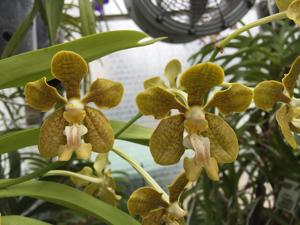 Vanda motesiana