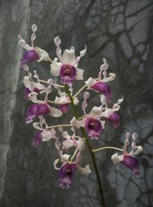 Dendrobium nindii