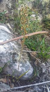 Pterichis silvestris