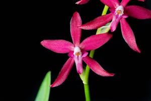 Oncidium roseoides