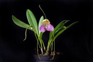 Masdevallia caudata