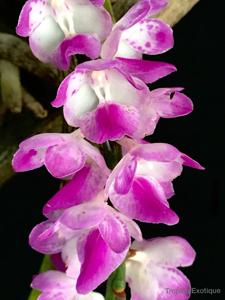 Aerides multiflora