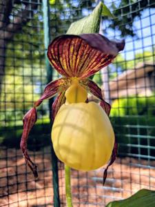 Cypripedium kentuckiense