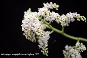 Sarcophyton pachyphyllum