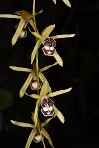 Coelogyne pulverula