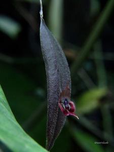 Lepanthes gargoyla