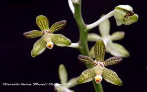 Trichoglottis loheriana