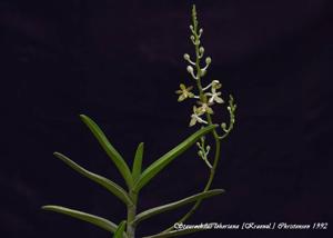 Trichoglottis loheriana