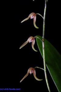 Pabstiella alligatorifera