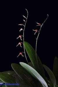 Pabstiella alligatorifera