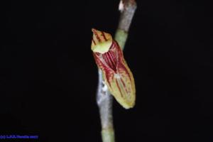 Pabstiella alligatorifera
