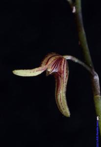Pabstiella alligatorifera