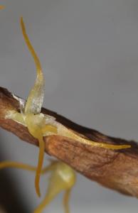 Bulbophyllum clandestinum