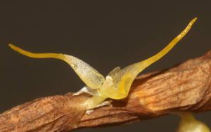 Bulbophyllum clandestinum