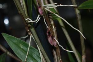 Dendrobium metrium