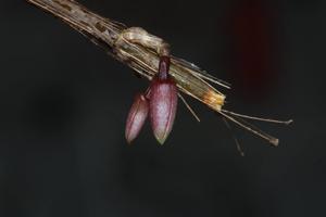 Dendrobium metrium