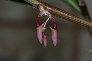 Dendrobium metrium