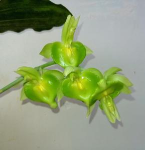 Catasetum spitzii