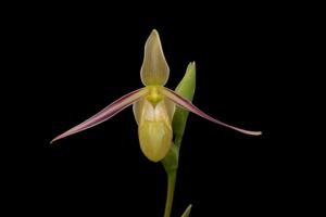 Phragmipedium longifolium