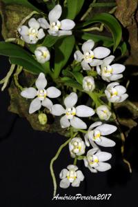 Sarcochilus falcatus