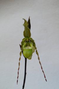 Phragmipedium richteri