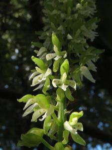Notylia barkeri