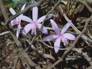 Cattleya caulescens