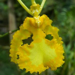 Psychopsis versteegiana