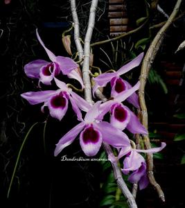 Dendrobium anosmum