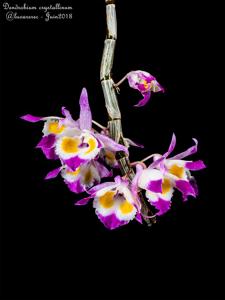 Dendrobium crystallinum