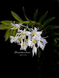 Dendrobium dearei