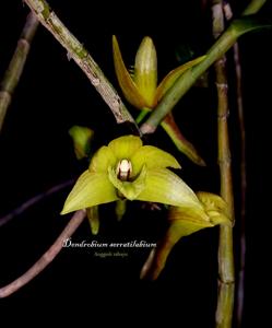 Dendrobium serratilabium