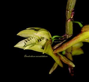 Dendrobium serratilabium