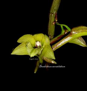 Dendrobium serratilabium