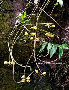 Dendrobium serratilabium