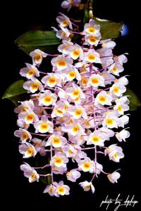 Dendrobium amabile