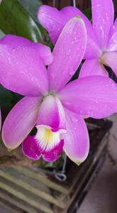 Cattleya violacea