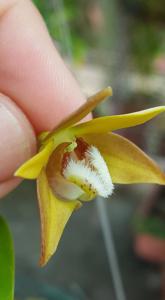 Dendrobium fleckeri