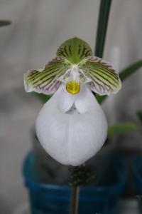 Paphiopedilum micranthum