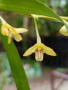 Dendrobium salaccense