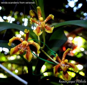 Vanda scandens