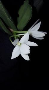 Aerangis fastuosa