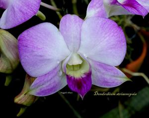 Dendrobium bigibbum var. schroederianum