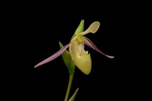 Phragmipedium longifolium