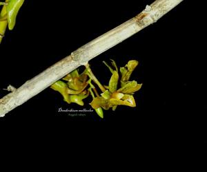 Dendrobium mellicolor